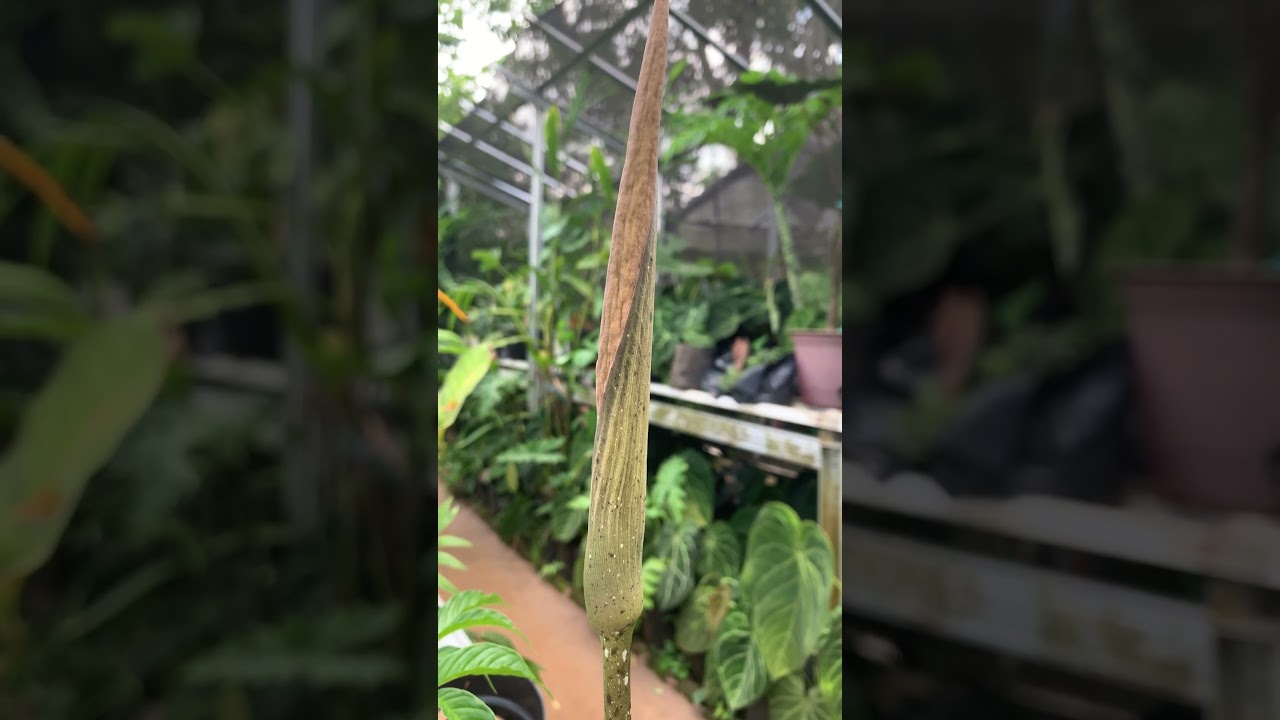 Amorphophallus variabilis 