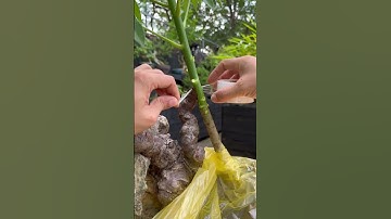 Ghép cóc, theo AE có OK không  #quycaynhat #hatkichre #loduongchat #thuoclua