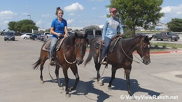 Minny and Jesse - riding in town! - ValleyViewRanch.net