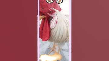 rooster 🐓in aggressive mood #shorts #youtubeshorts #mood#aggressive  @funnyroostersaspets
