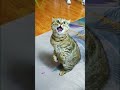 Funny moments of animals #petshorts #animalfailsfunny #animals being derps #funny pet fails