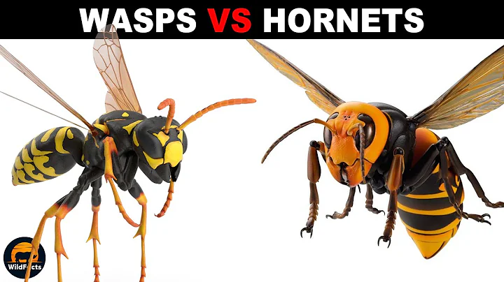 What is the Difference Between Wasps and Hornets?