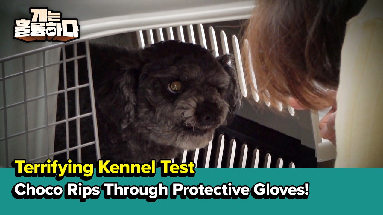 Choco Rips Through Protective Gloves! [Dogs Are Incredible] | KBS WORLD ...