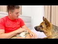 German Shepherd Meets New Baby Kitten for the First Time