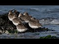 Mix photos et vidos limicoles shorebirds 2023