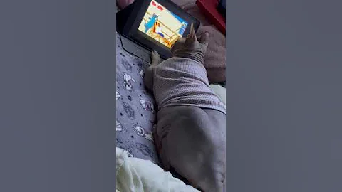 Video 11520271: cartoon sphynx, sphynx tom