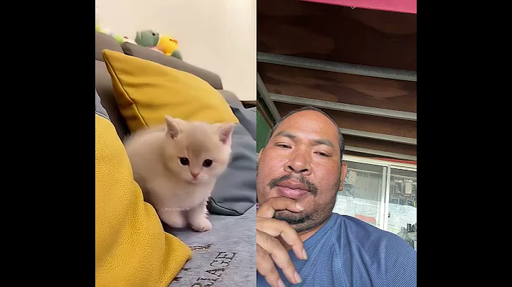 Video 11453511: kitten pets funnycats meow, cat funnycats pets meows, kitten pet animal funnycat, kitten meowing cute funnycats, kitten funny meow pets