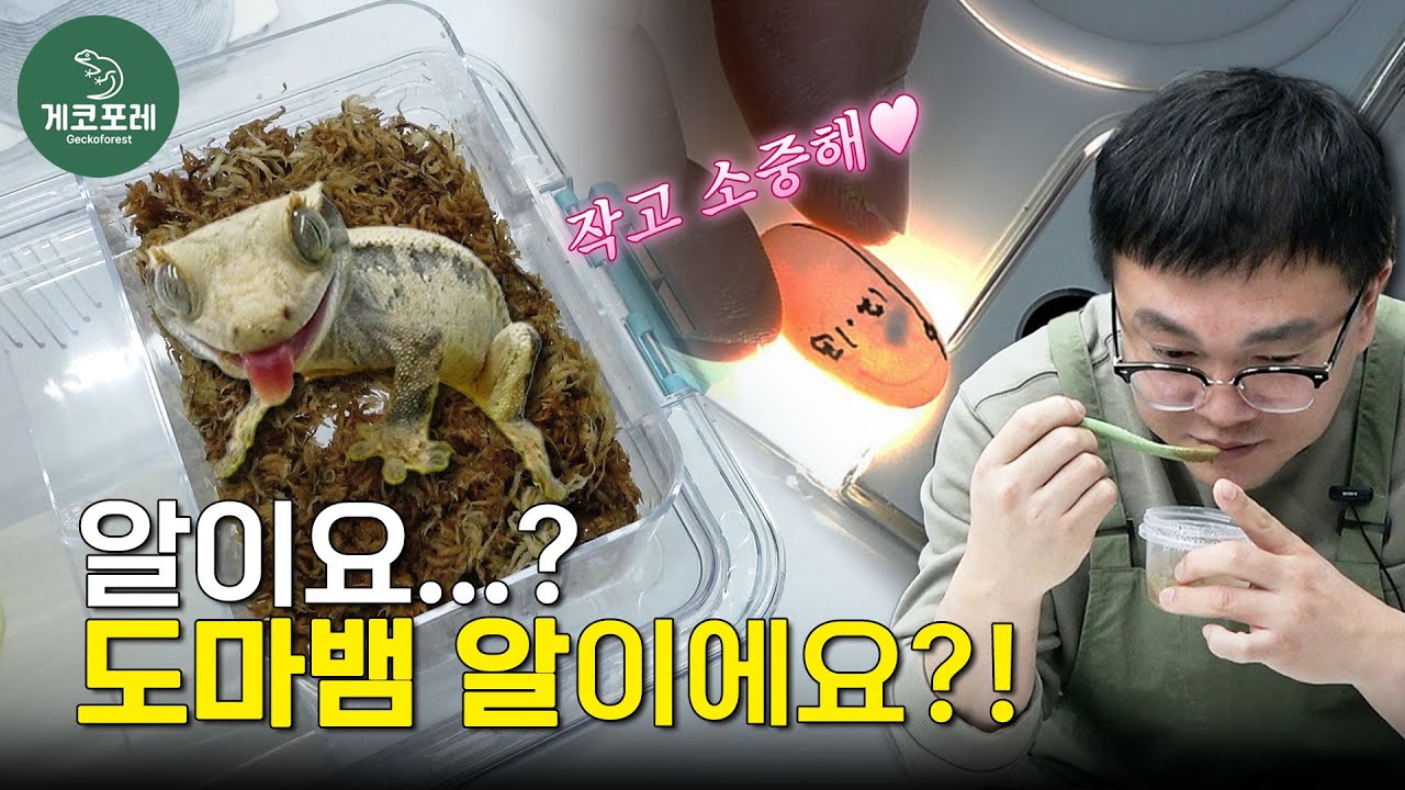 도마뱀 알이에요?!