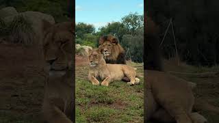 Lions at Werribee Open Range Zoo #Lions #WerribeeZoo #Wildlife #AutumnVibes #NatureWalk #BigCats