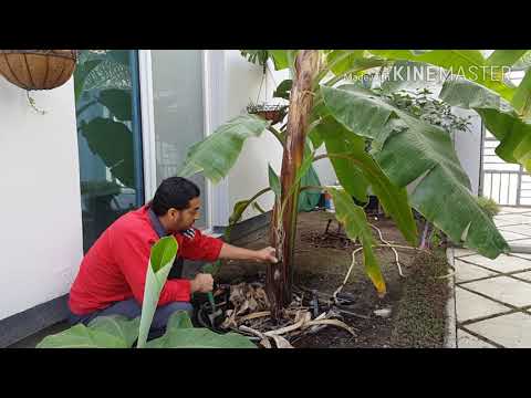 معاملات نبتة الموز banana plant cleaning and fertilising