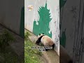 Pandas ultimate comedians — clumsy, curious, and adorable.#america #usa #viralvideo #viralshorts