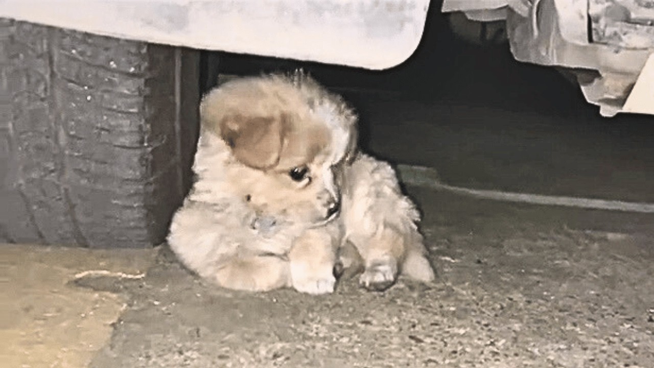 The sick dog carried her owner's bag when abandoned, but knew she'd never  have a warm home again.