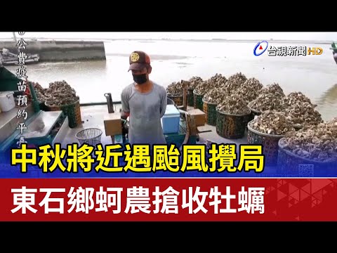 中秋將近遇颱風攪局 東石鄉蚵農搶收牡蠣
