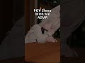 ASMR Sleep With Me #asmr #vrchat