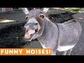 Funniest Animal Sounds Compilation of 2018 | Funny Pet Videos