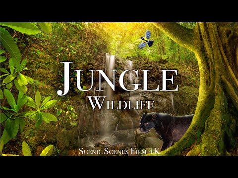 Jungle Wildlife In 4K - ஜங்கிள் ஹோம் என்று அழைக்கும் விலங்குகள் | மழைக்காடு | இயற்கை எழில் கொஞ்சும் படம்