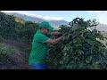 LIBERACIÓN DE CRISOPAS PAGA  COMBATIR EL TRIPS EN UN CULTIVO DE MARACUYÁ.