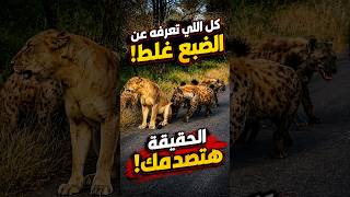 اغرب 5 معجزات فى خلق الضبع! هتعرف بعدها هل الرسول احل اكل الضبع ؟