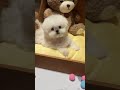 Meet My Adorable Pup: Unleash the Joy of Dog Ownership