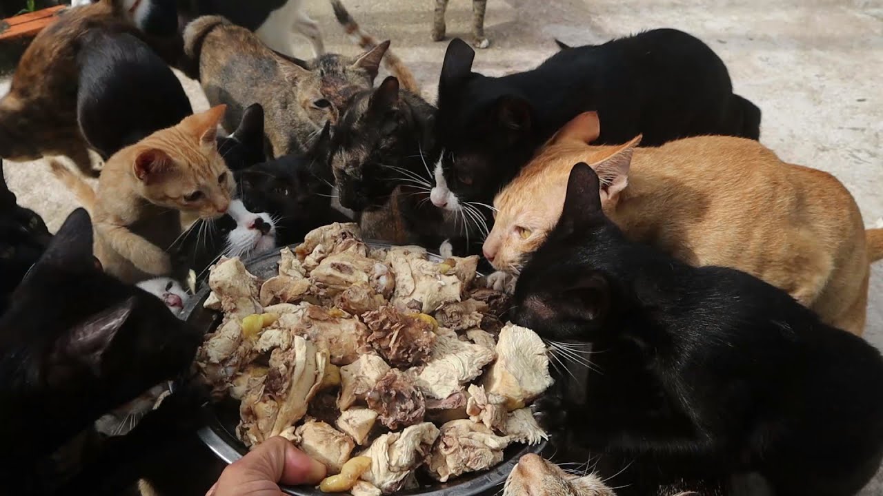 Feeding Boiled chicken Yummy Chicken for Cats YouTube