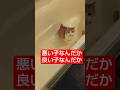 悪い子なんだか良い子なんだか？ #しゃべる猫