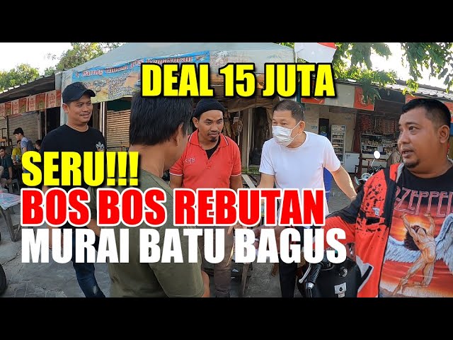 DEAL 15 JT  I  SERU!!! BOS BOS REBUTAN MURAI BATU JUARA  I  YOTAMA ENTERPRISE class=