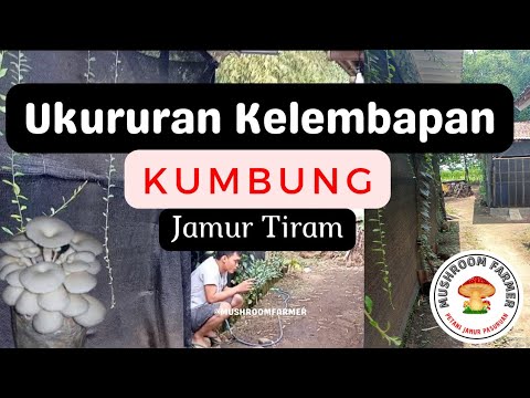 Cara Membuat Kumbung Jamur Tiram Di Daerah Panas