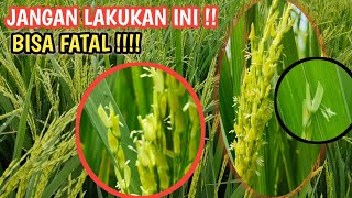 Do not spray when the rice is FLOWERING - Spraying is allowed when the rice is flowering