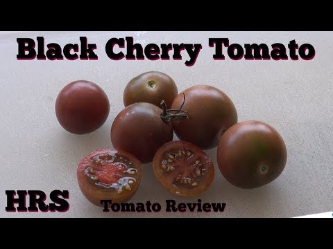 فيديو: هل الكرز الطماطم محدد أم غير محدد؟