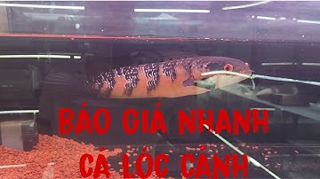 TỔNG HỢP + BÁO GIÁ NHANH NHỮNG DÒNG CÁ LÓC CẢNH ĐANG CÓ TẠI SHOP TY CHANNA #cácảnh #channa #tychanna