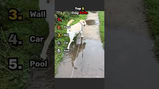 Top 5 Dog Fails!