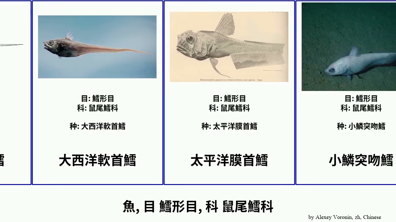 魚 目鱈形目 科鼠尾鱈科fish Fuse 粗吻顳孔鱈黑鰓底尾鱈細鱗壯鱈纹喉膜头鳕大西洋軟首鱈黑鰭鼠鱈