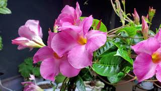 картинка: Дипладения. Как и где зимует.