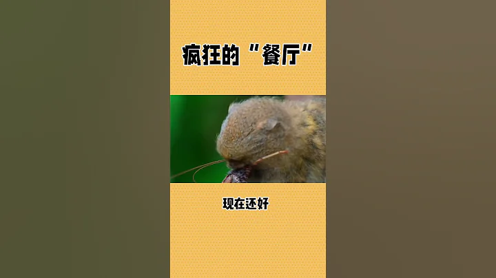 厉害国，当资本开始枯竭，他们就会开始疯狂的舔盘子，甚至吃掉盘子。而饥饿的动物们捡不到食物开始跳上餐桌，发现桌上只有那些肥头大耳的食客茫然失措，撕扯着吃掉食客#厉害了我的国 #公务员 #公务员降薪#裁员 - 天天要闻
