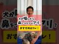 犬が噛んだら鼻を掴んで怒るのはアリ？オススメの方法はコレ #犬 #犬のしつけ #犬のいる暮らし