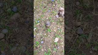 Micro¹2 turtule 🐢 #turtule #dog #curious#shorts