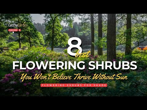 8 Best Flowering Shrubs You Won't Believe Thrive Without Sun 🌳🌸🌹