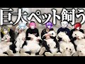 新しい家族が出来ました。