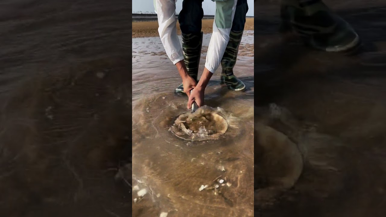 wow Amazing Big Eel Fishing 