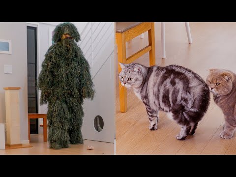 <strong>Cat</strong> vs Ghillie Suit <strong>Man</strong>