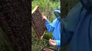 ABEJAS REINAS SÚPER MANSAS con excelente genética  zona africanizadas #abejas #colmenas #apicultura