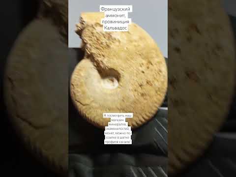 Французская окаменелость франция Fossil