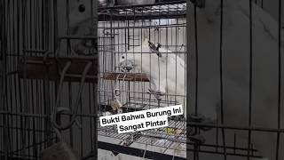 Bukti Bawa Burung Ini Sangat Pintar ?? #Viral #Vidoeshort #Parrot