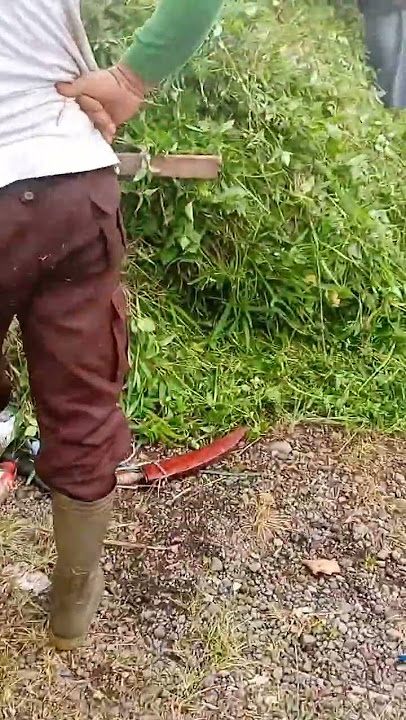 ga kuat angkat rumput