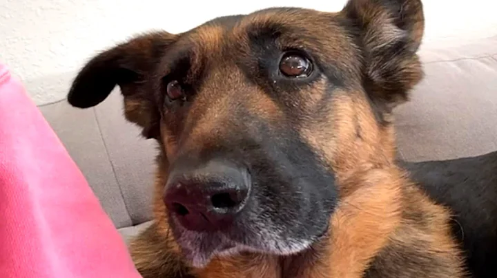 No one wanted this shy shelter dog. So I took her home.