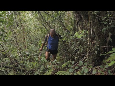 Vidéo: Qu'est-ce que la canopée chez les plantes?