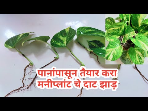 मनी प्लांट कसा लावायचा How to grow money plant