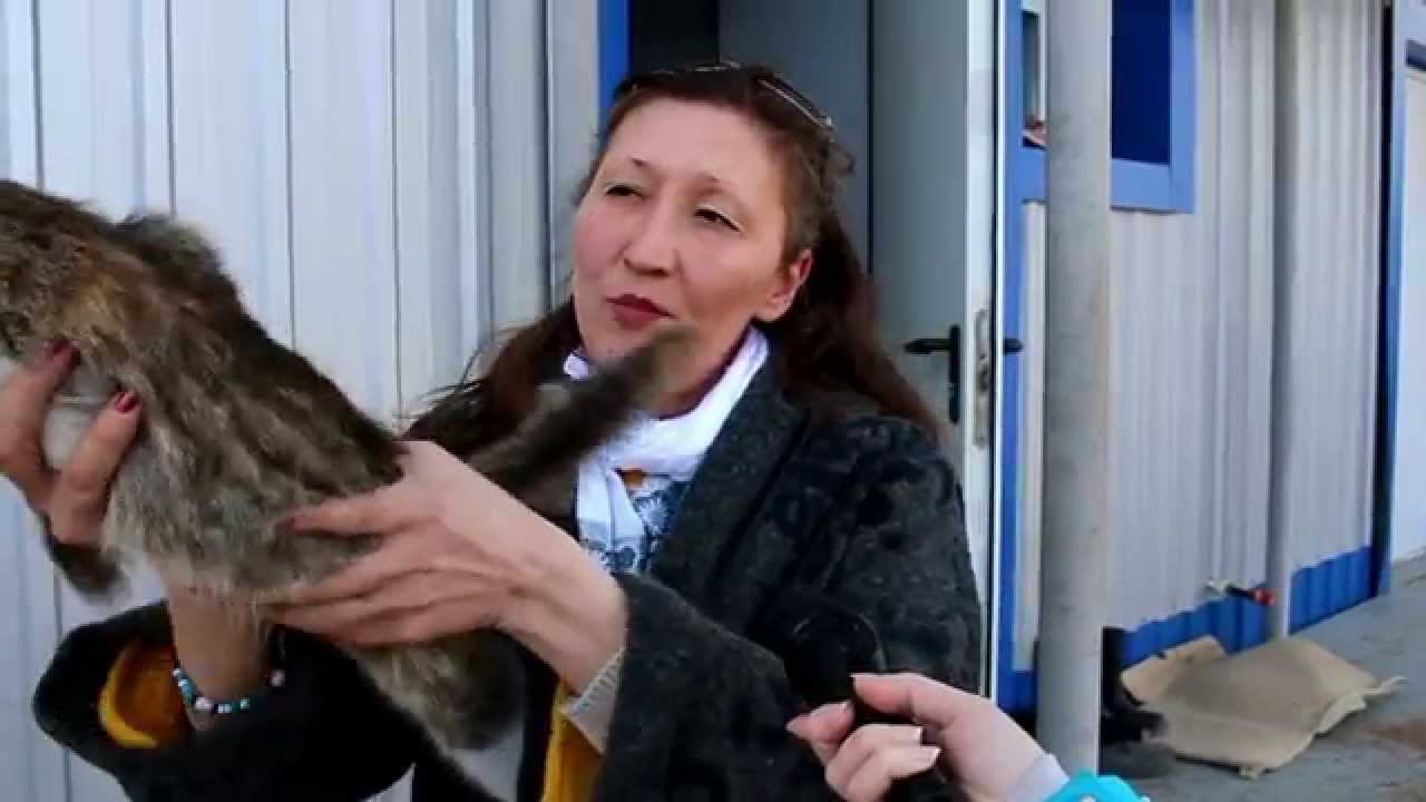 Приют уфа для кошек