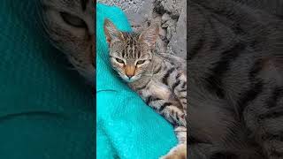 Angry Cats- Super Pets Reaction Videos| MEOW