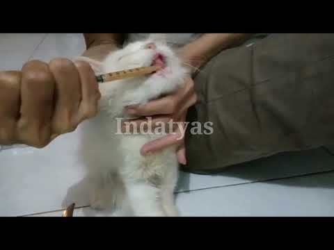 Video: Cara Mendapatkan Kucing Sakit Untuk Makan